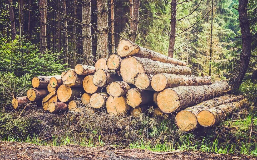 Kiln-Dried vs Seasoned Firewood – Which Firewood is the Absolute Best?